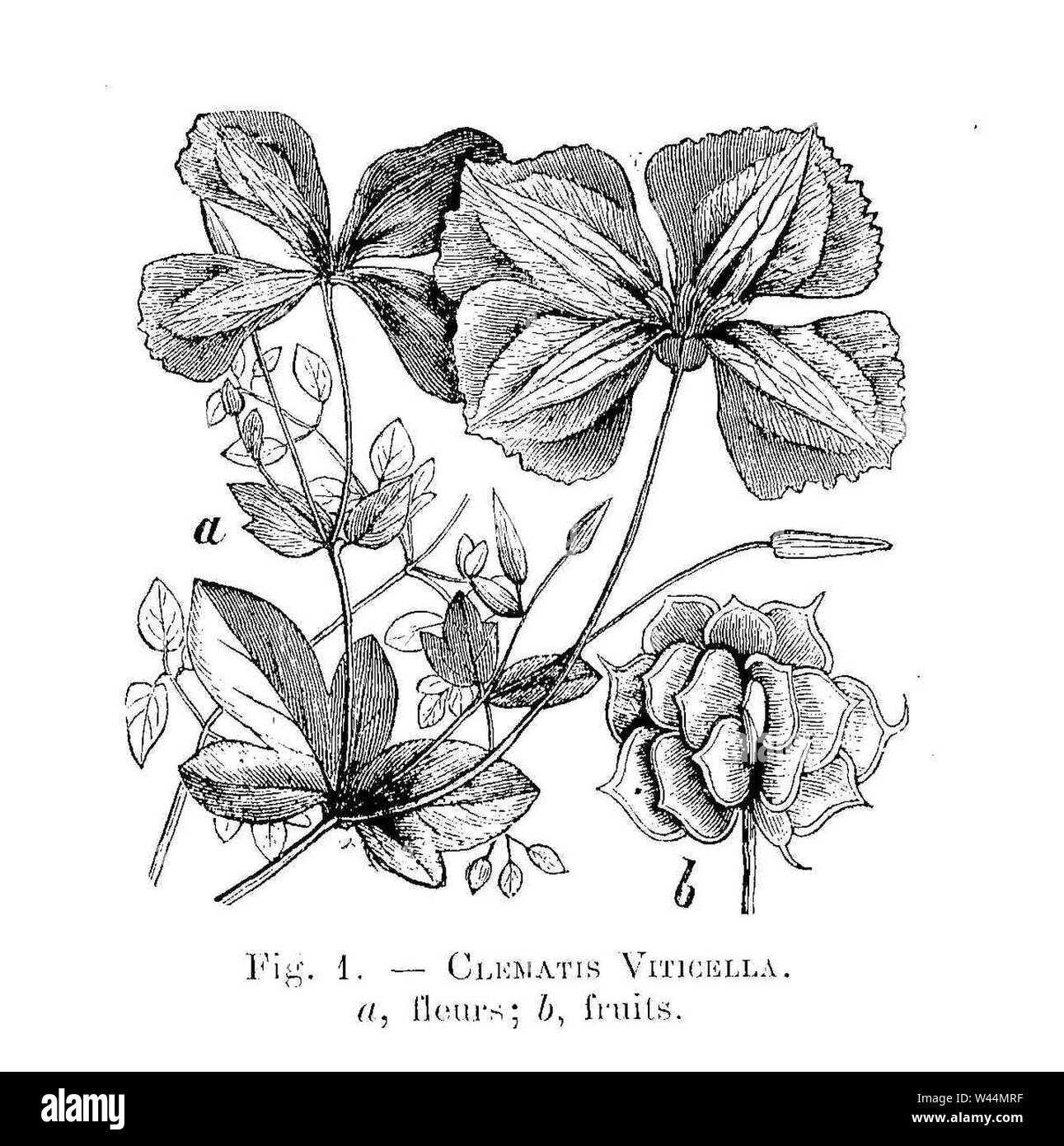 Clematis viticella (dessin). Stock Photo