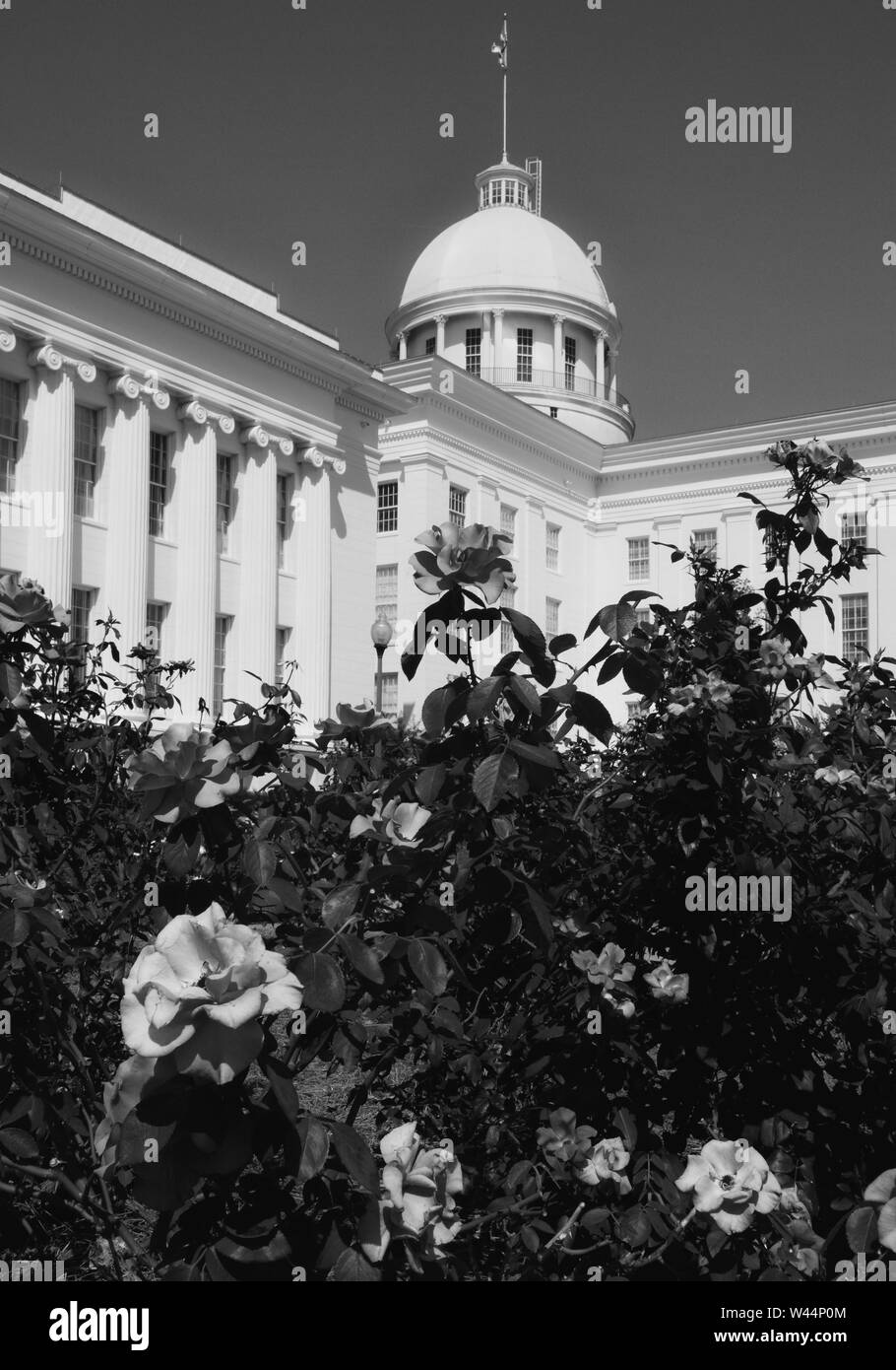 Roses in the foreground of the domed and historical Alabama State capitol building in Montgomery, AL, on a summers day in black and white Stock Photo