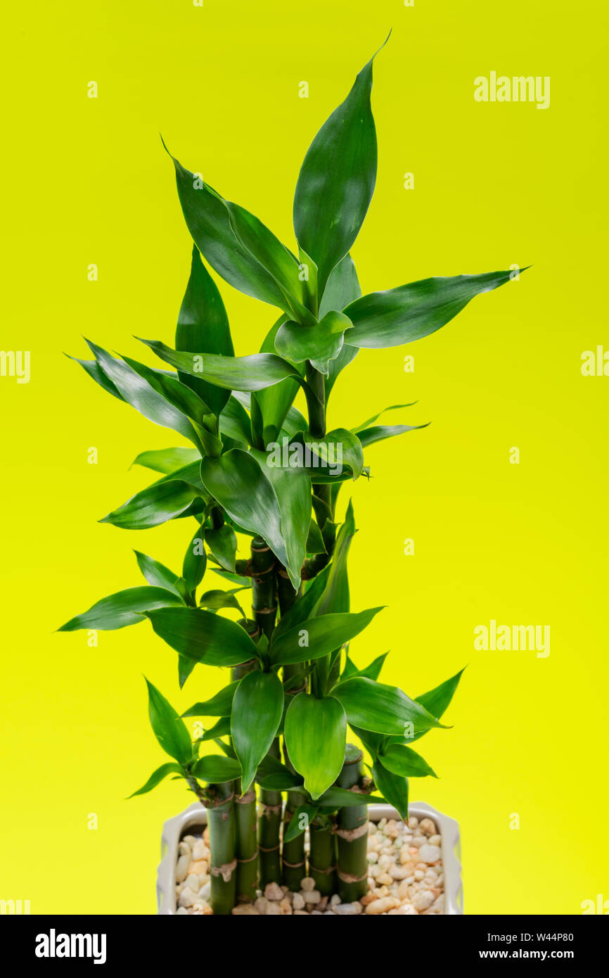 Fresh Green Lucky Bamboo stalks and leaves in ceramic vase on bright yellow  background. Gramineae family. Scientific name: Bambusoideae Stock Photo -  Alamy