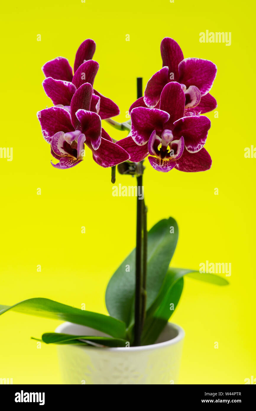 Blooming Mini Velvet Burgundy Phalaenopsis Orchid Plant isolated on