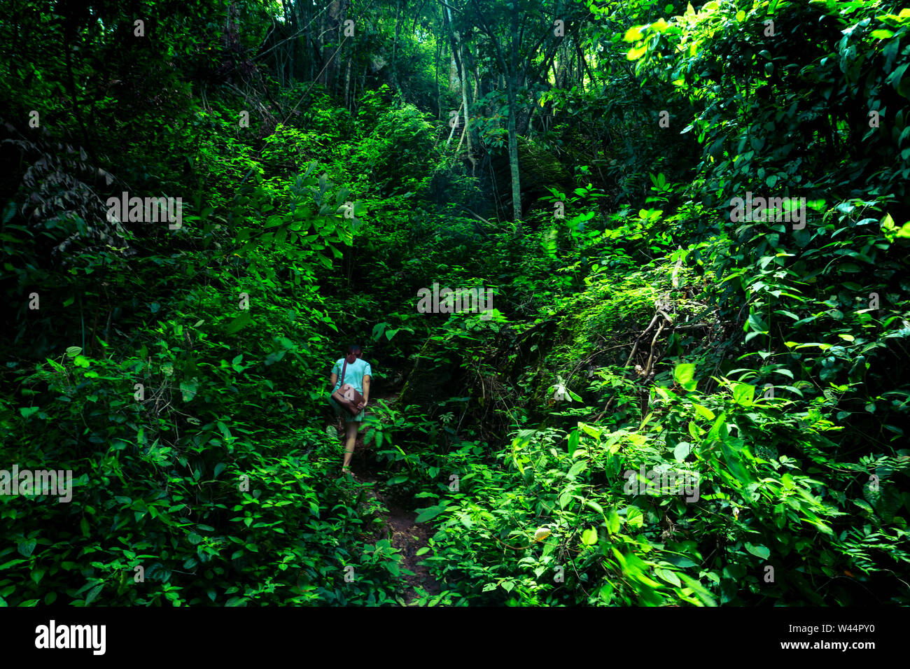 Travel to the rainforest in the rainy season Stock Photo - Alamy
