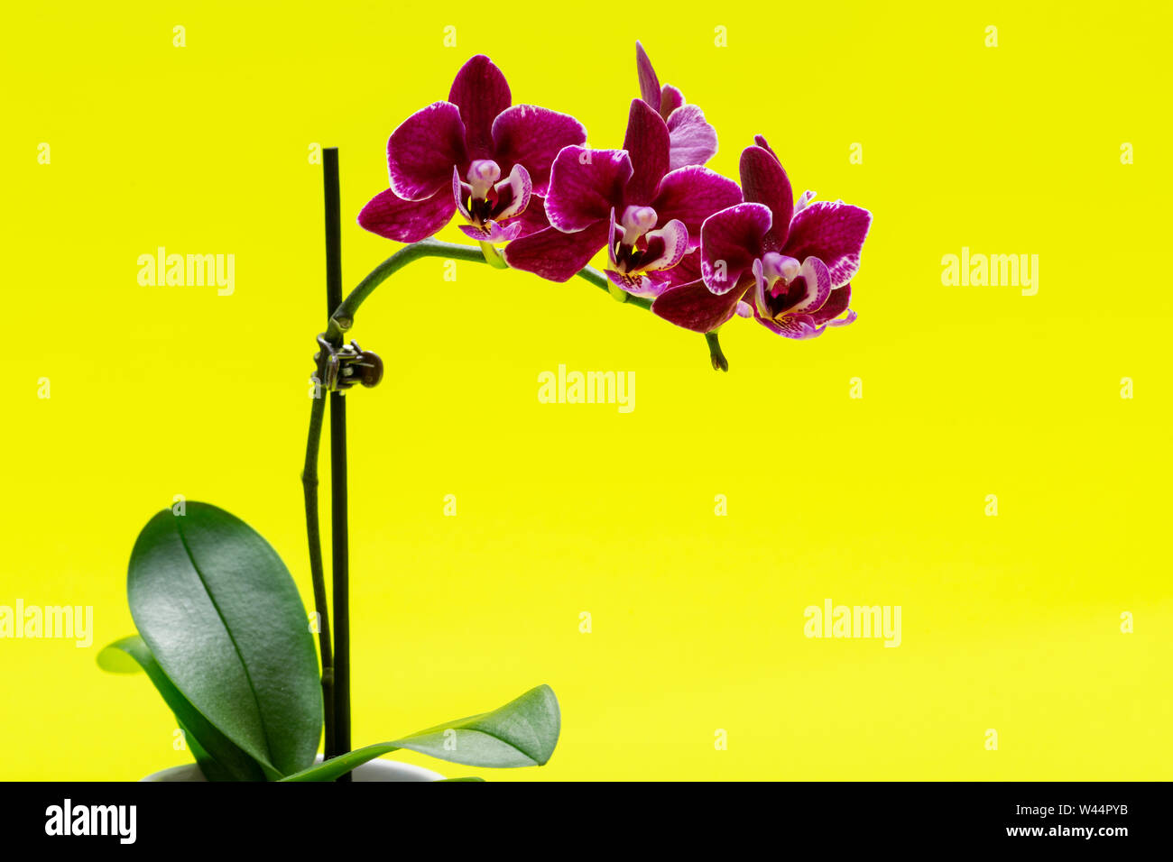 Blooming Mini Velvet Burgundy Phalaenopsis Orchid Plant isolated on