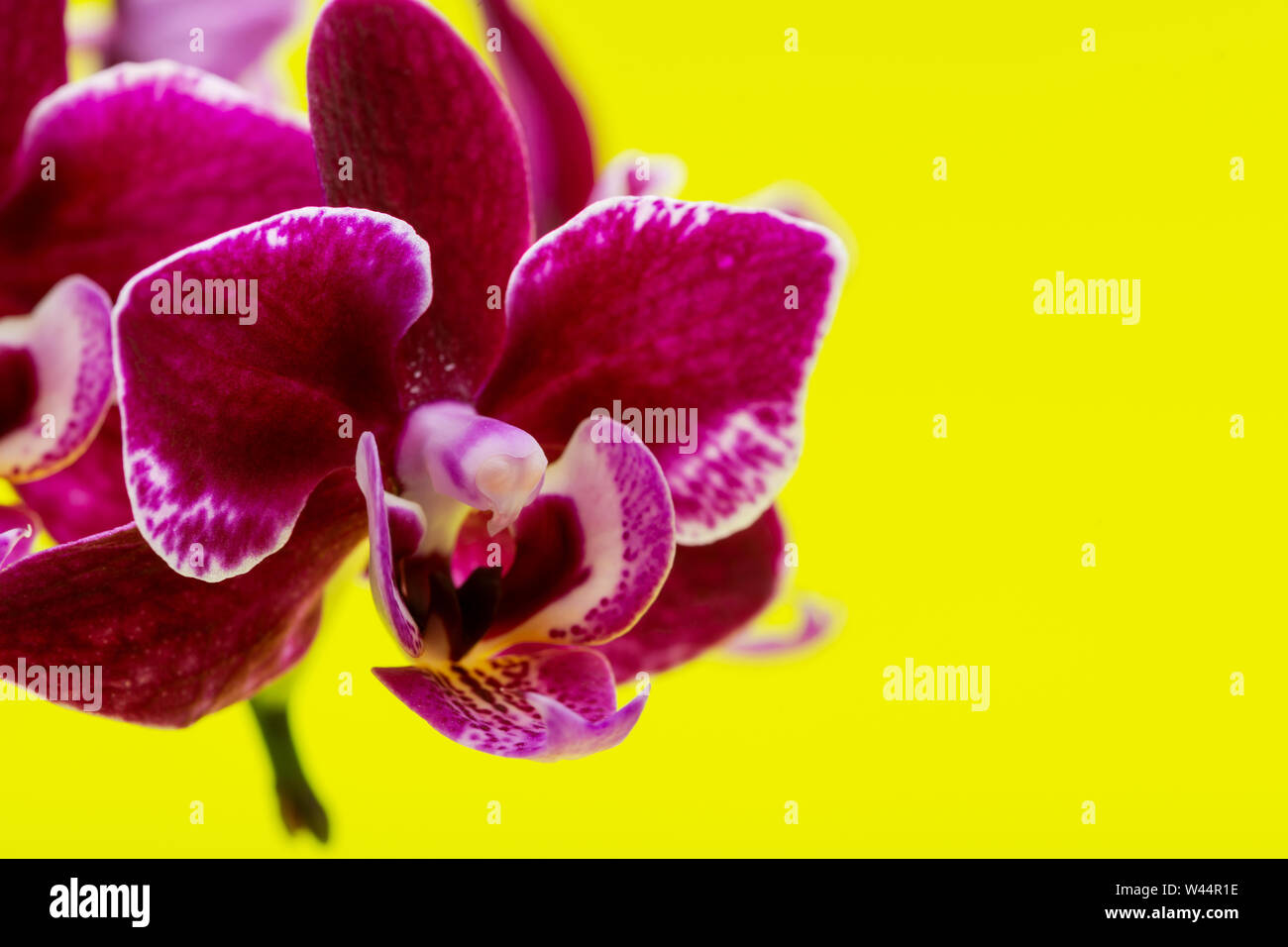 Blooming Mini Velvet Burgundy Phalaenopsis Orchid Plant isolated on