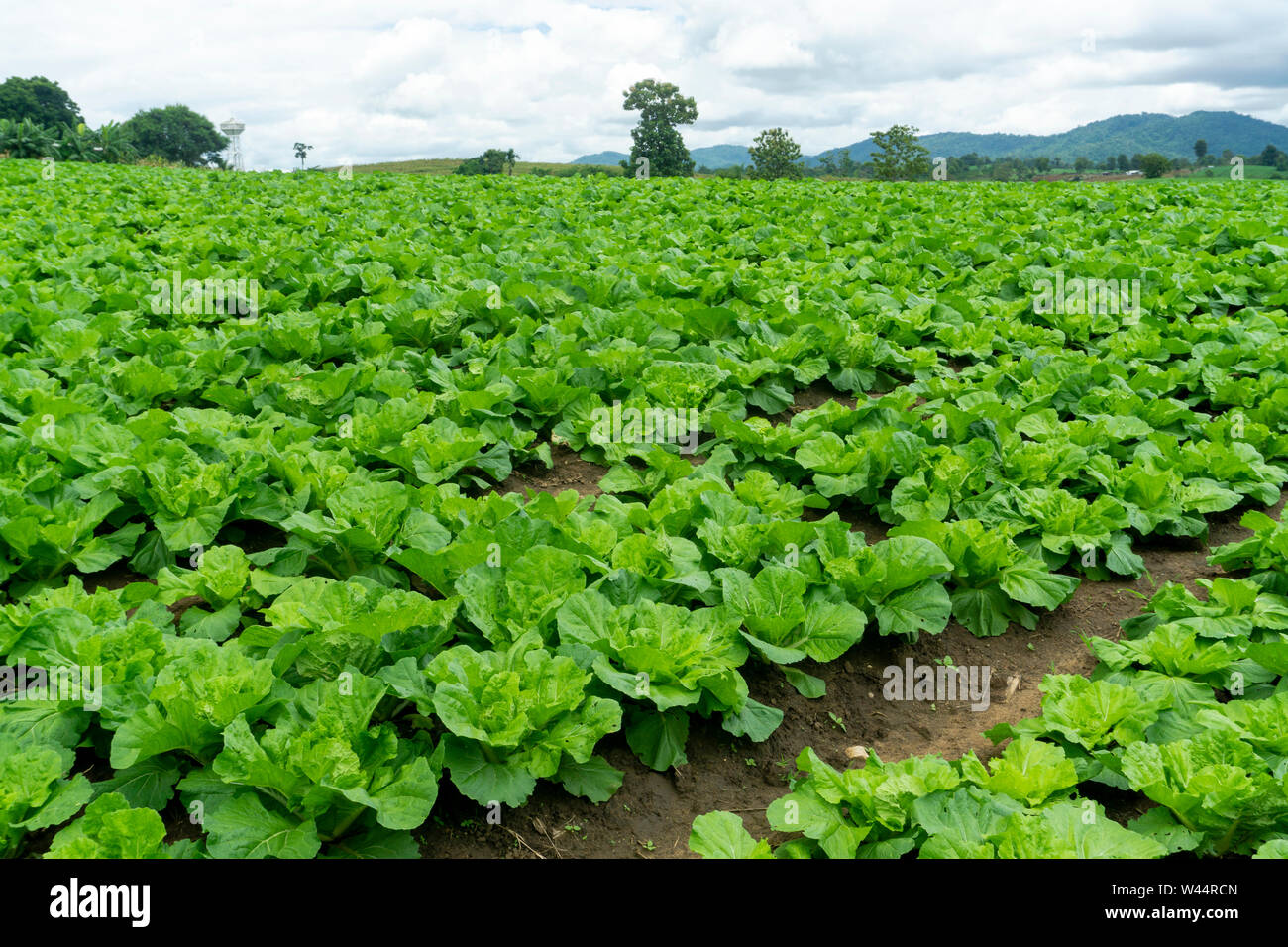 Chinese cabbage is grown in a fully grown vegetable plot,Cabbage ...