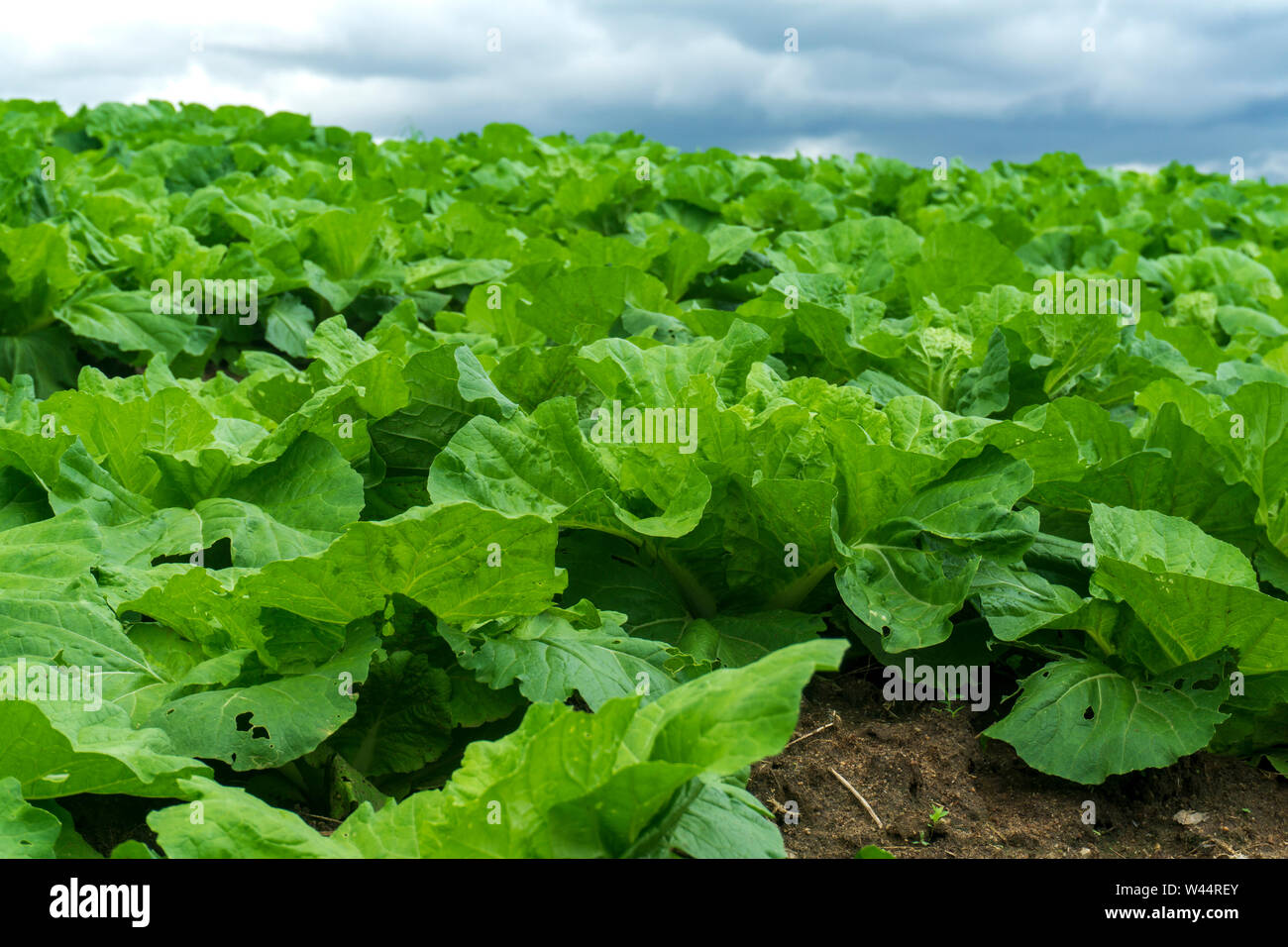 Chinese cabbage is grown in a fully grown vegetable plot,Cabbage ...