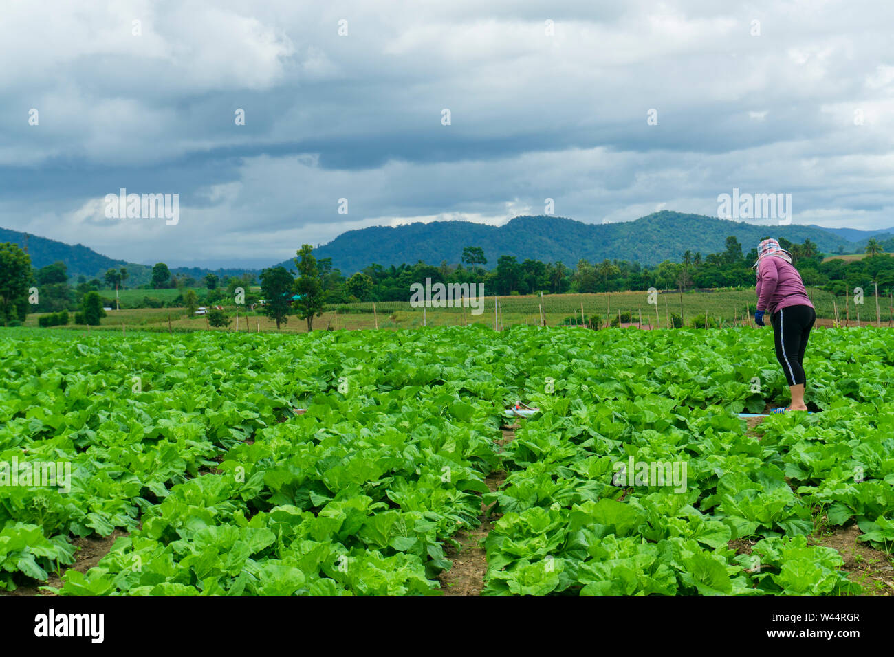 Chinese cabbage is grown in a fully grown vegetable plot,Cabbage ...