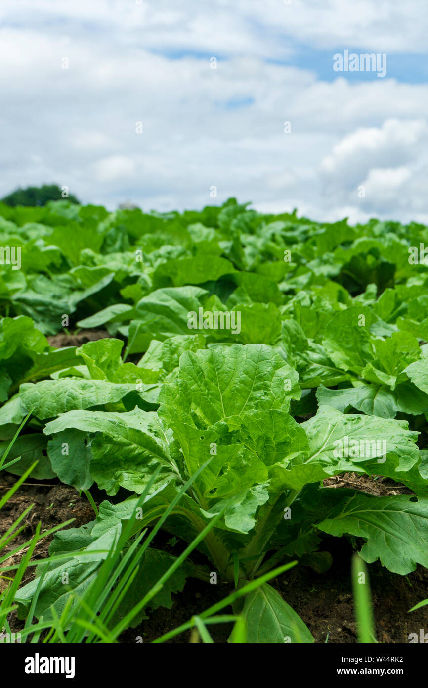 Chinese cabbage is grown in a fully grown vegetable plot,Cabbage ...