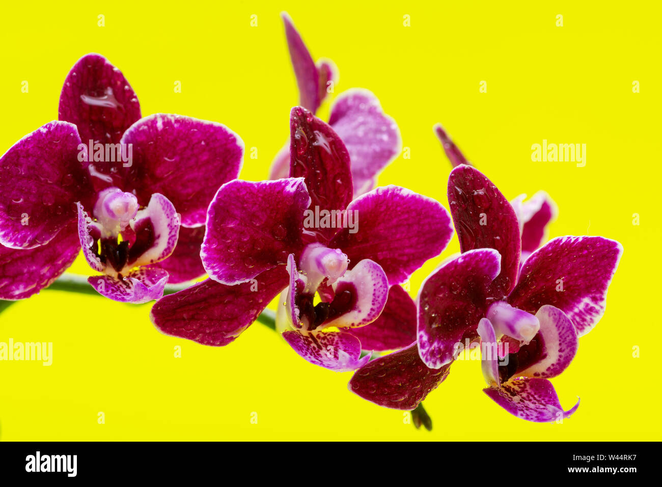 Blooming Mini Velvet Burgundy Phalaenopsis Orchid Plant isolated on