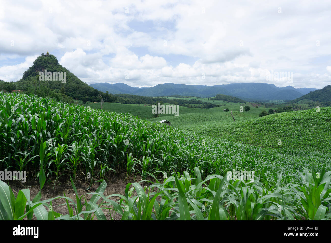 Corn fields growing in the mountains in the rainy season Stock Photo