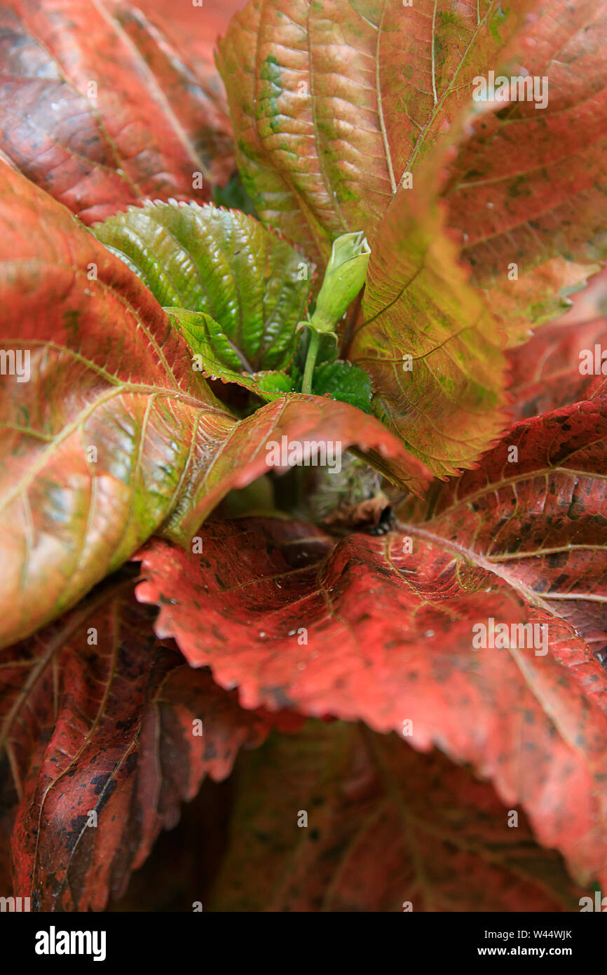Red-hot cat's tail Latin name Acalypha hispida. The red flowering tails of the Acalypha hispida. Exotic Decorative plant in garden. Tropical plant wit Stock Photo
