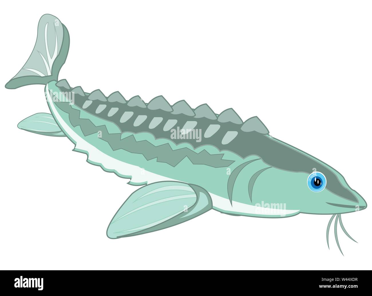 Vector illustration of the cartoon of valuable fish sturgeon Stock