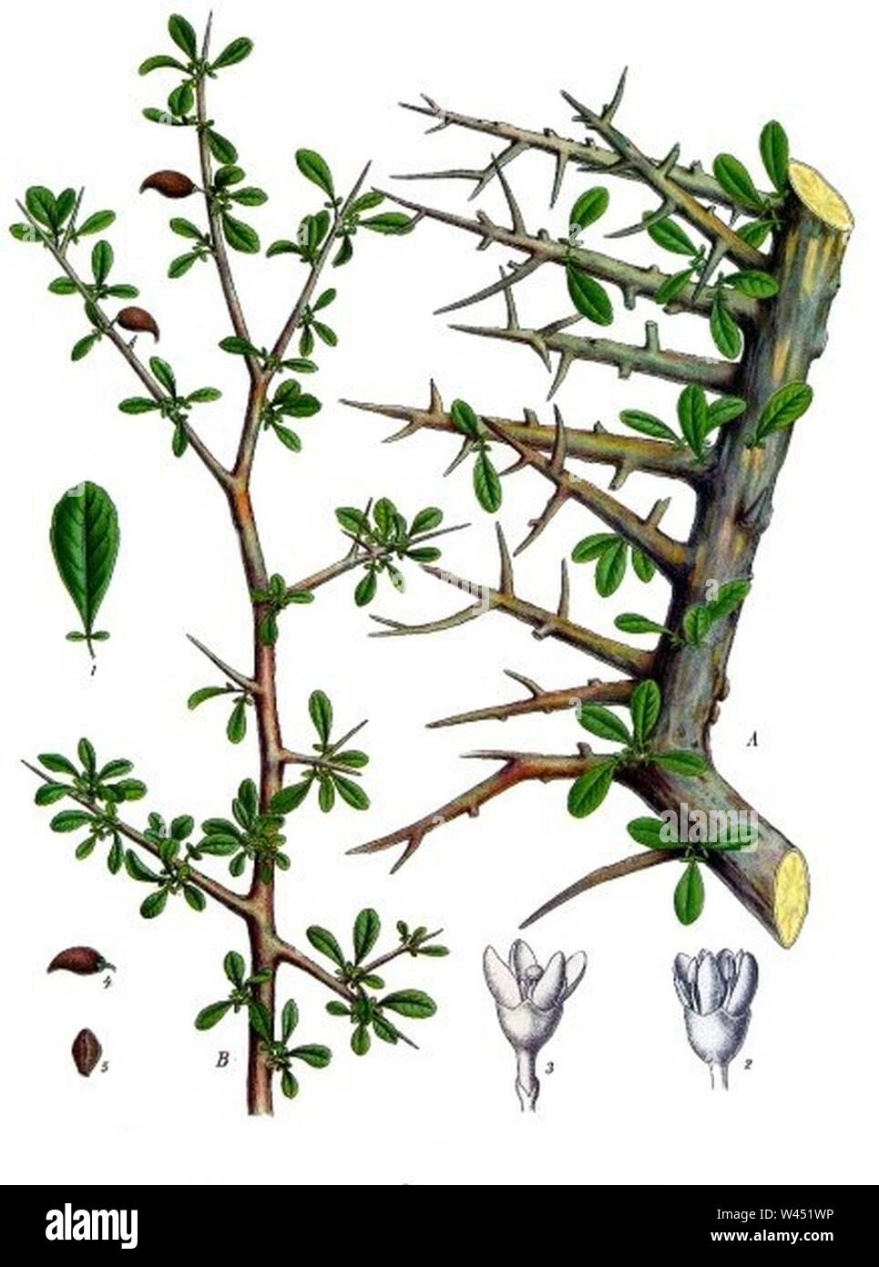 Commiphora myrrha - Köhler–s Medizinal-Pflanzen-019. Stock Photo