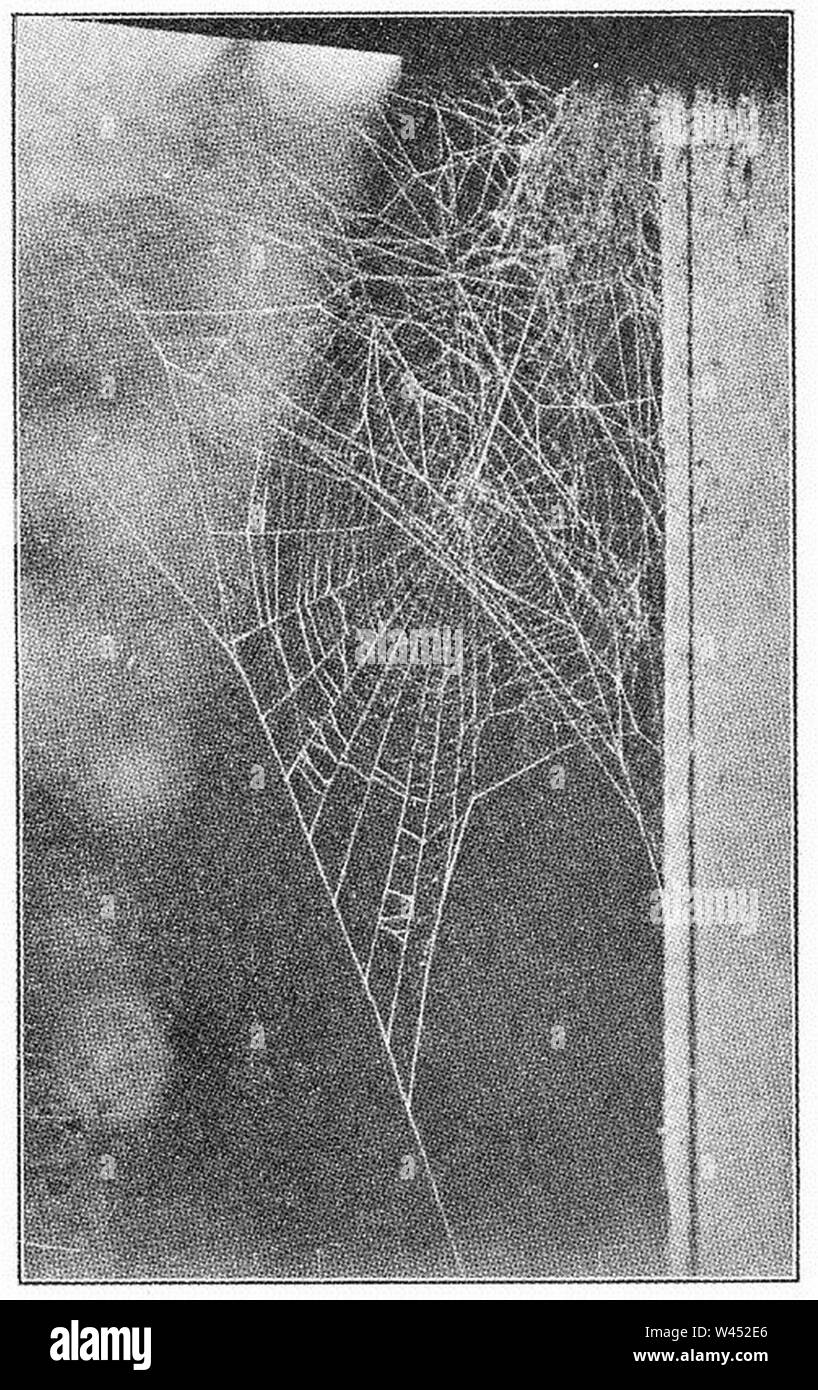 Common Spiders U.S. 406 Araneus pegnia web. Stock Photo
