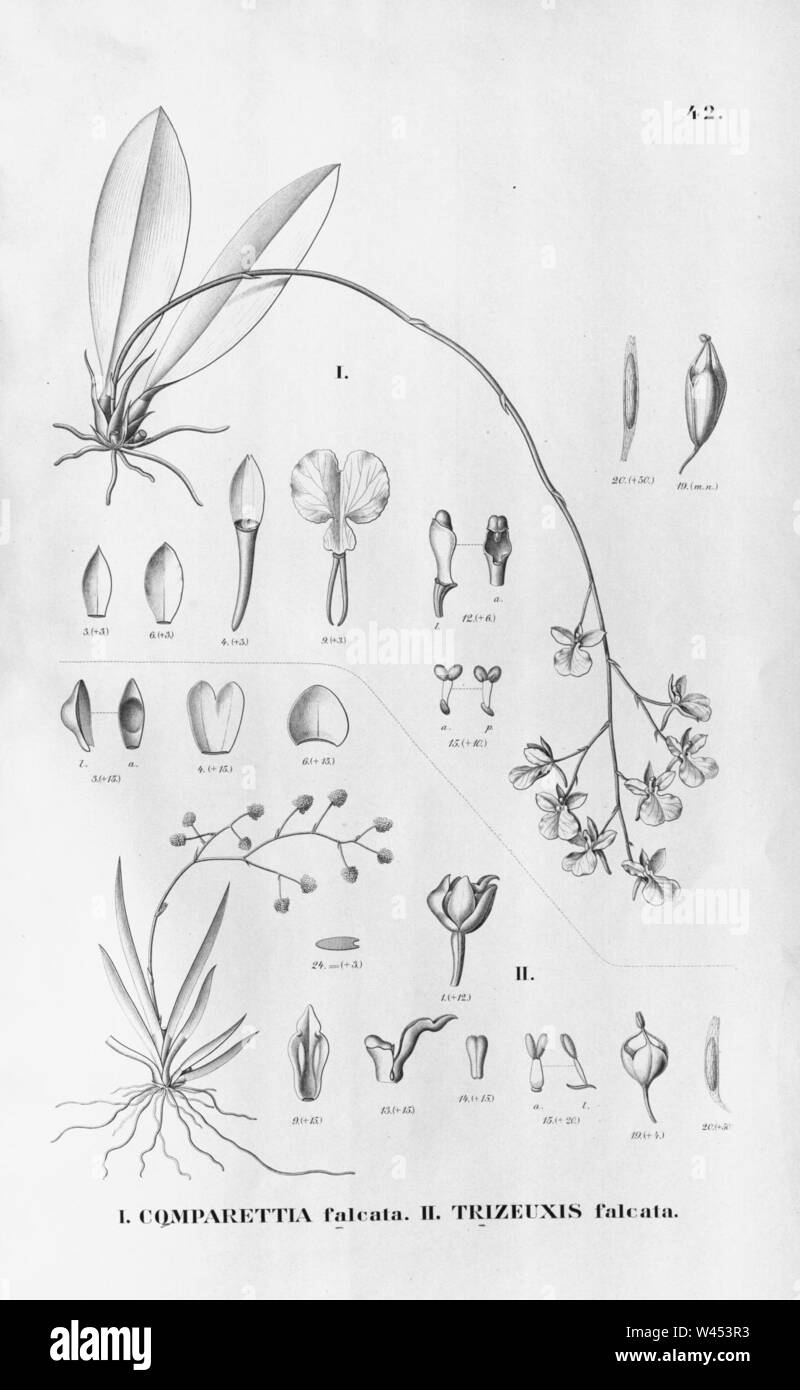 Comparettia falcata - Trizeuxis falcata - Fl.Br. 3-6-42. Stock Photo