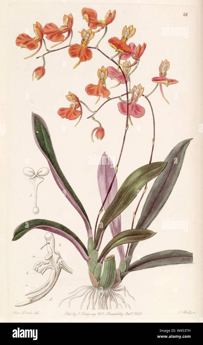 Comparettia coccinea - Edwards vol 24 (NS 1) pl 68 (1838). Stock Photo