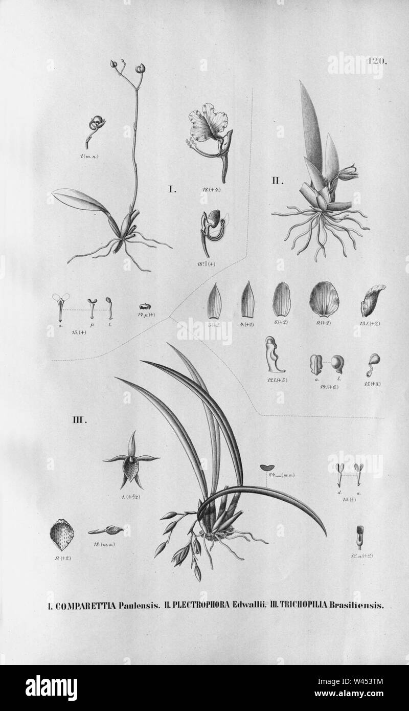Comparettia falcata (as Comparettia paulensis) - Plectrophora edwallii - Trichopilia brasiliensis - Fl.Br.3-6-120. Stock Photo