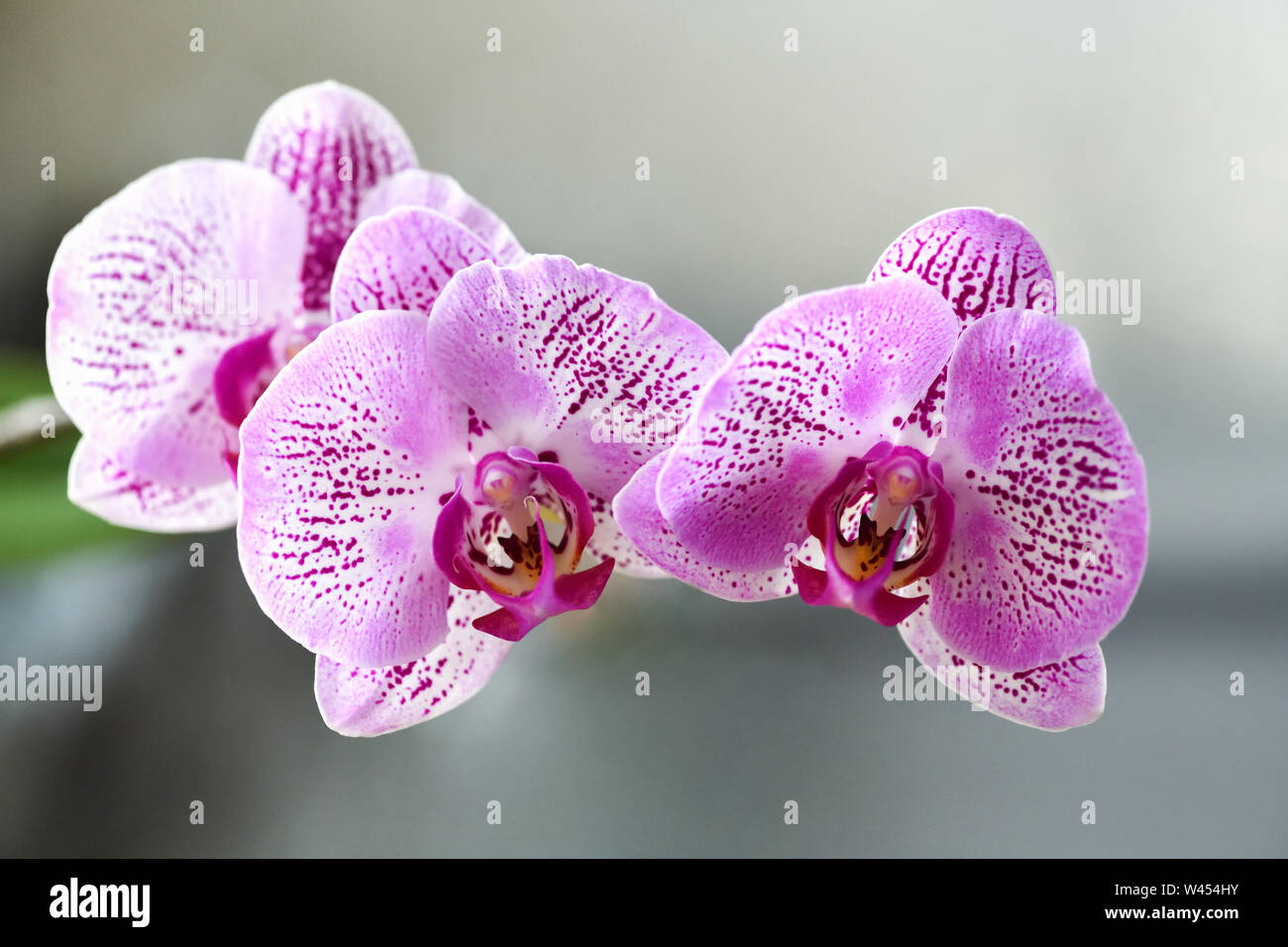 Three flowers pink Phalaenopsis orchids are in flower Orangerie. Horizontal macro photography Stock Photo