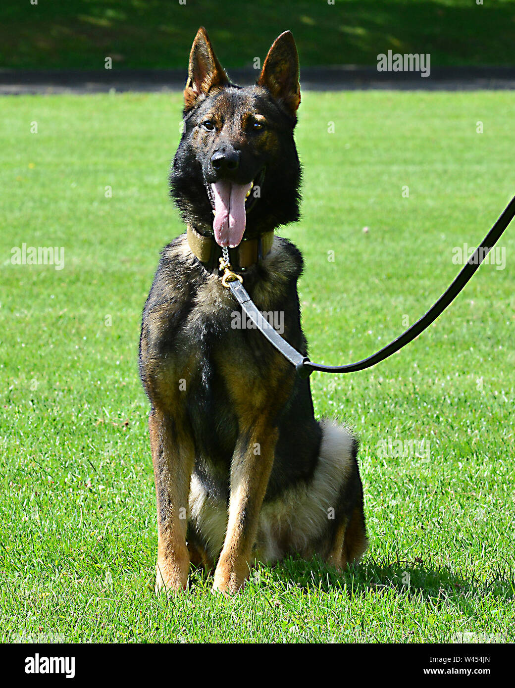 100th Military Police Detachment, Military Working Dog (MWD) Money