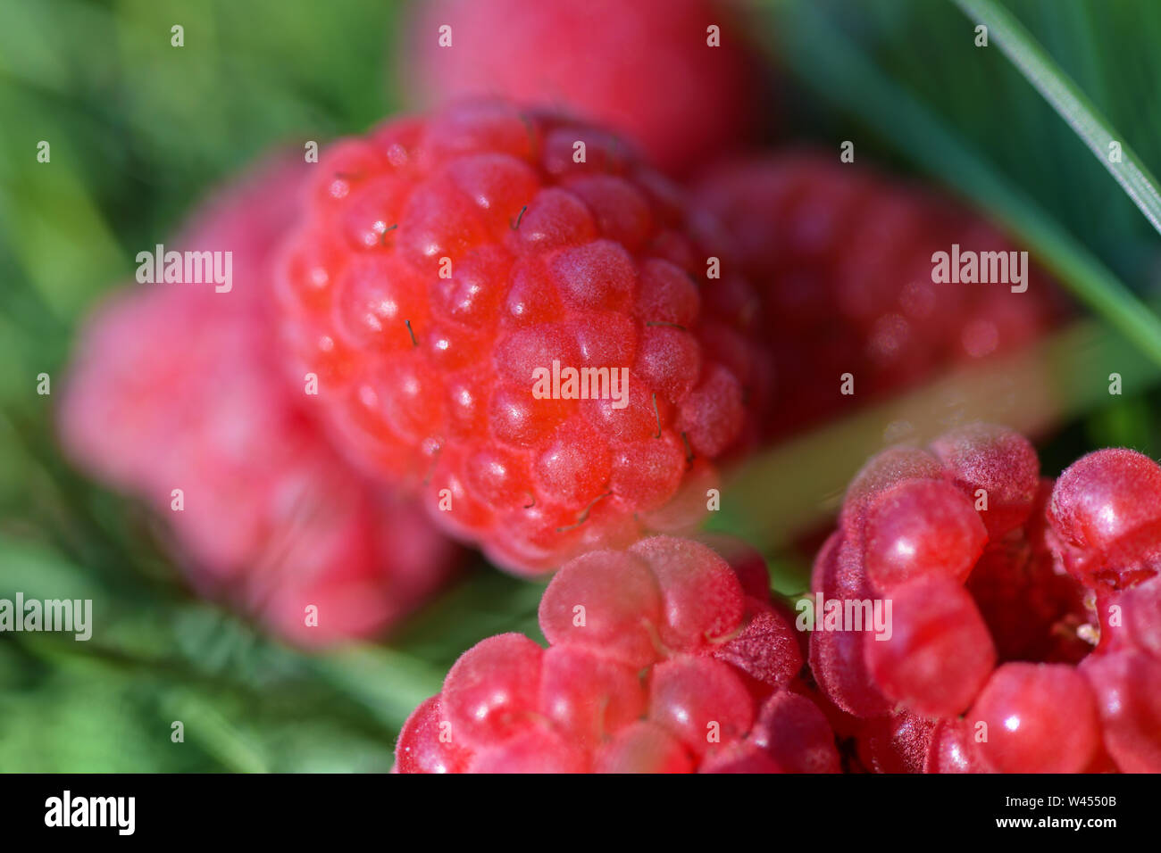 Horizontal Rasberries Fruity sweet backgrounds hi-res stock photography and images - Alamy