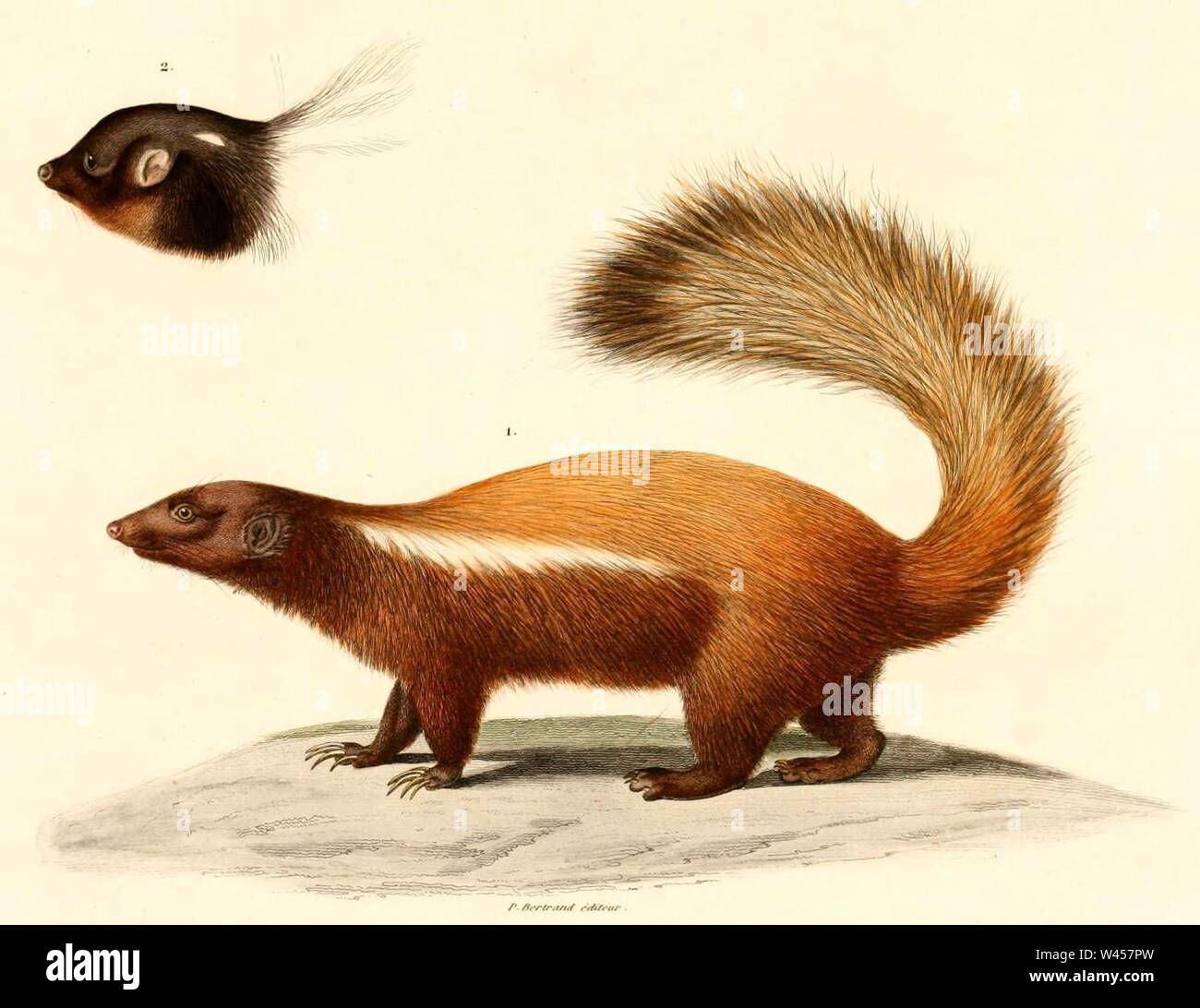 Conepatus hires stock photography and images Alamy