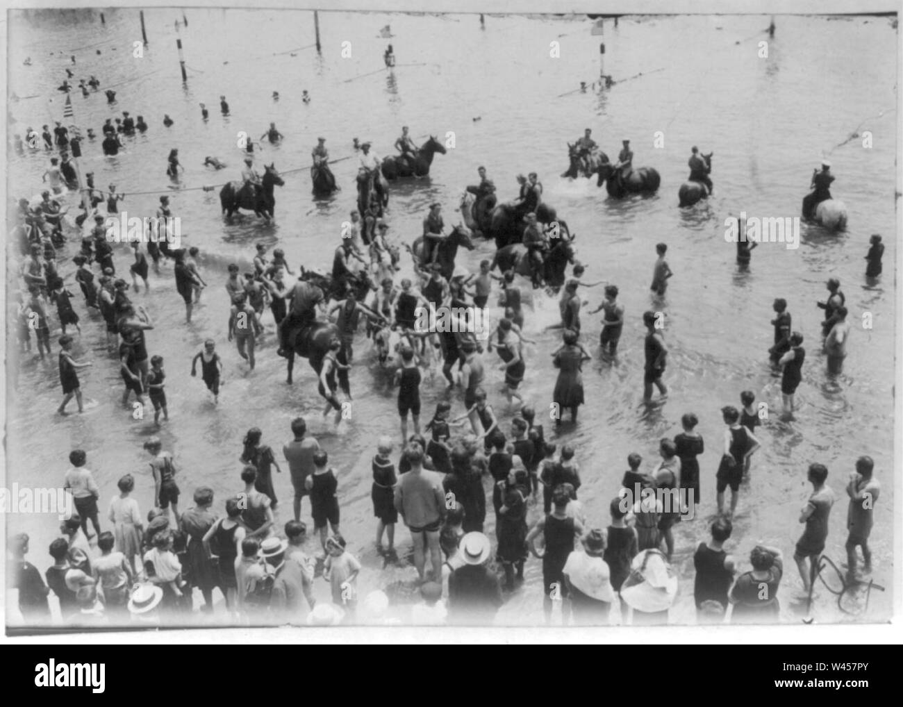 Coney Island (N.Y.), animals bathing Stock Photo