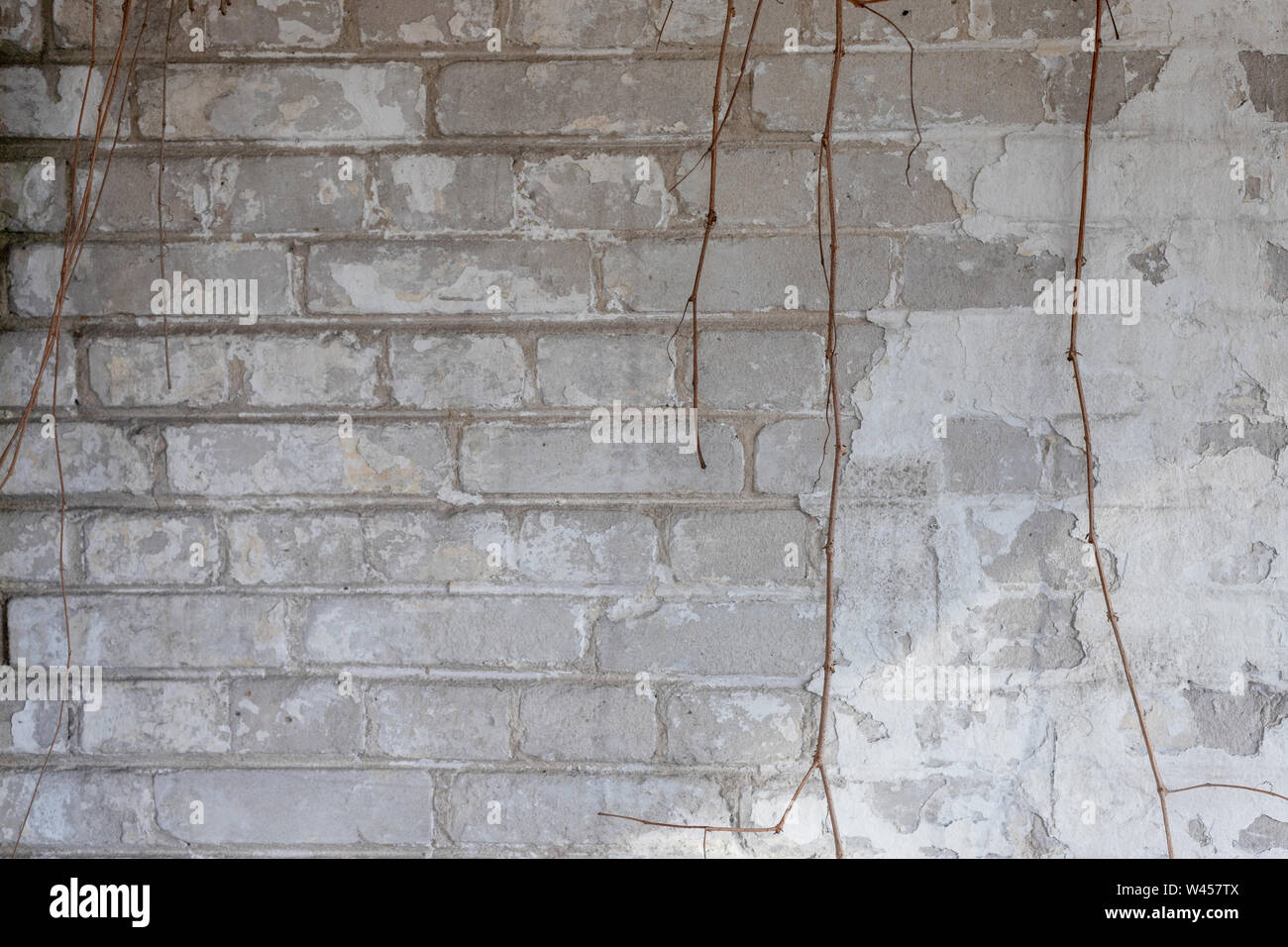 Old, withe wall with vine. Background from bright, painted bricks. Stock Photo