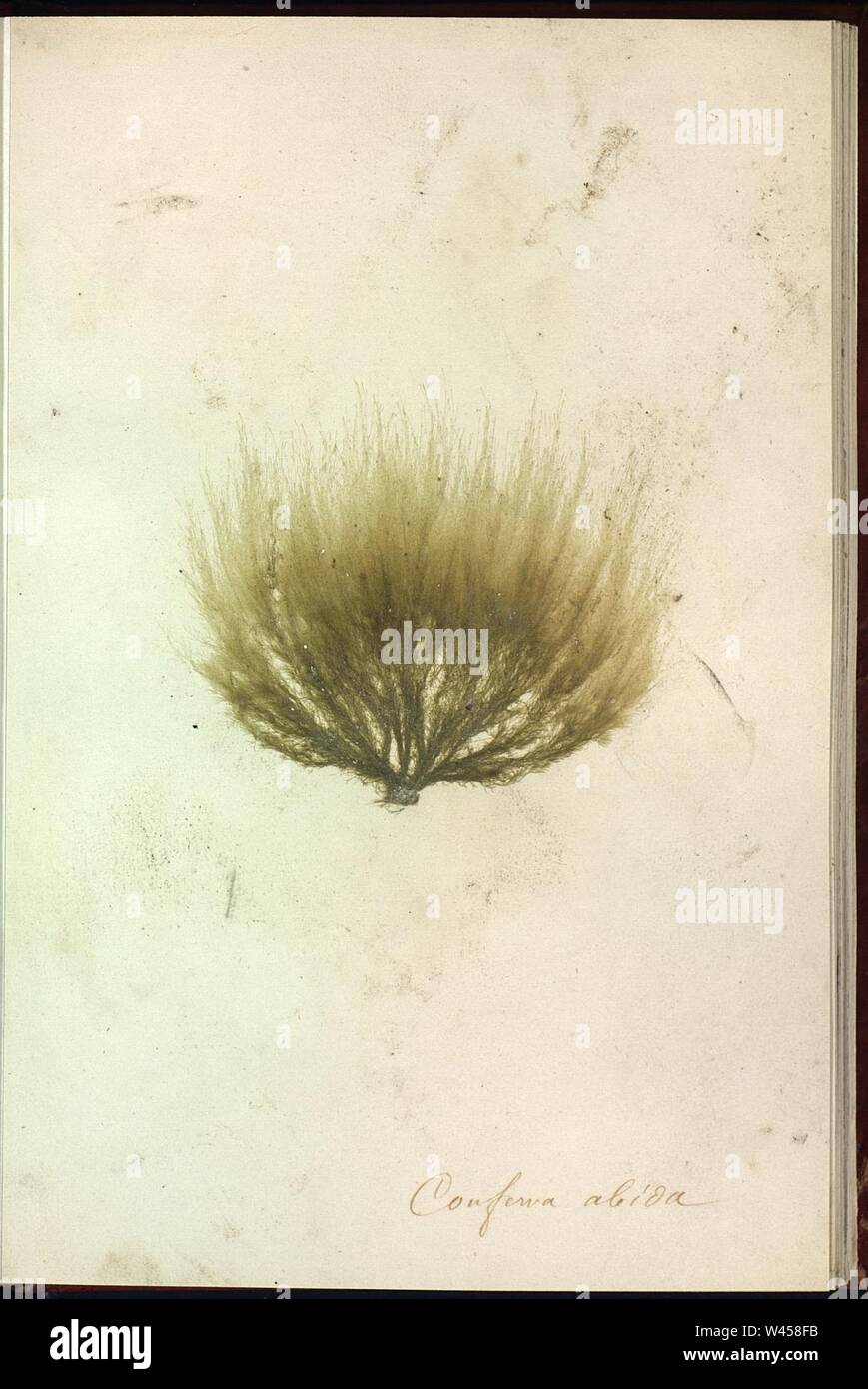 Conferva hi-res stock photography and images - Alamy