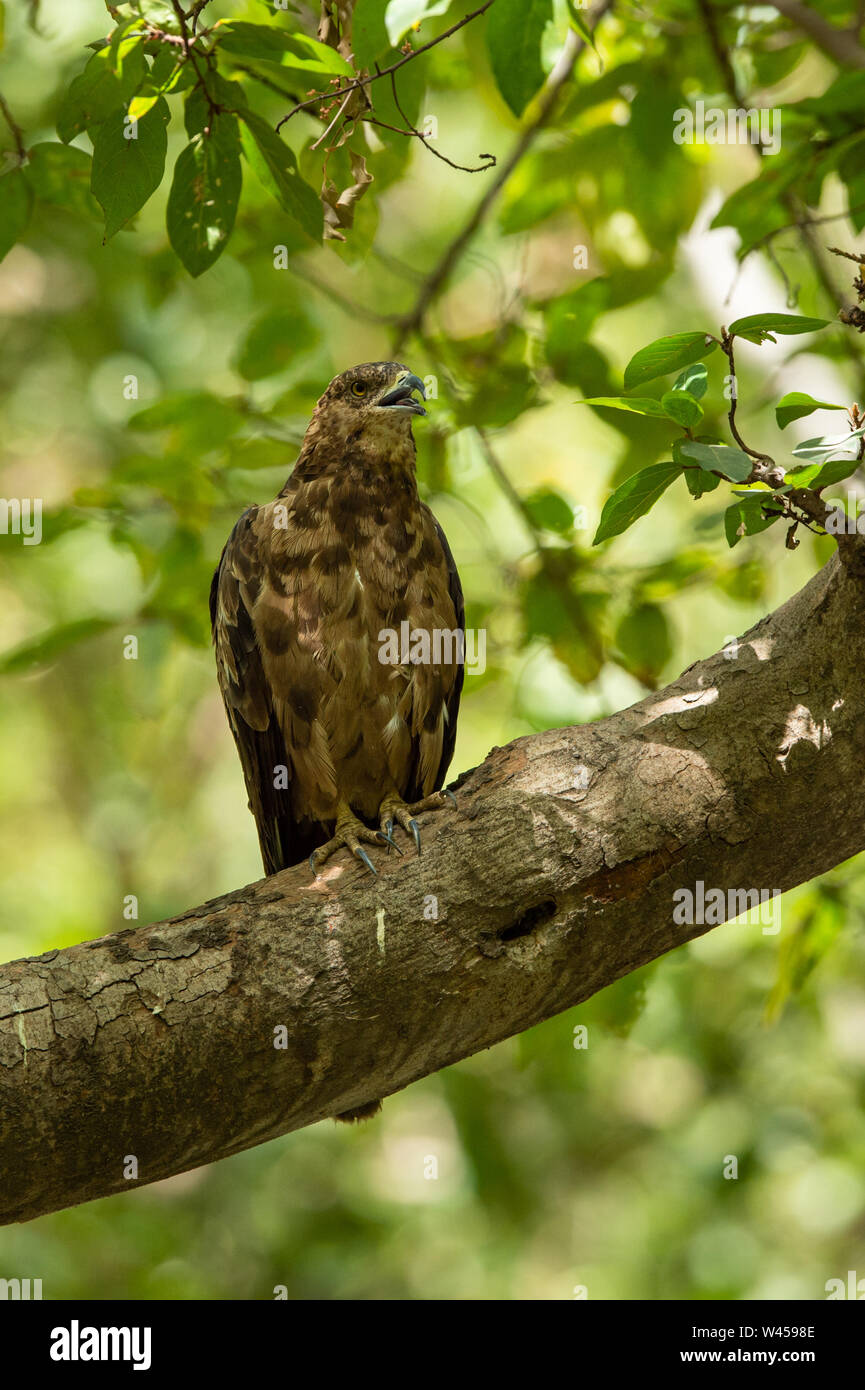 crested honey buzzard or pernis ptilorhynchus in a beautiful green background sitting on a perch at keoladeo national park, bharatpur, india Stock Photo