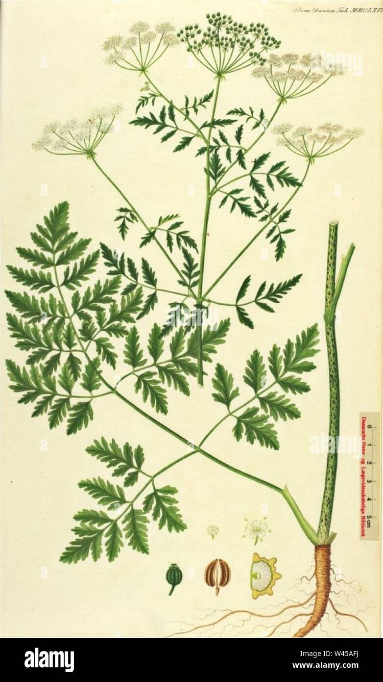 Conium maculatum illustration (21). Stock Photo