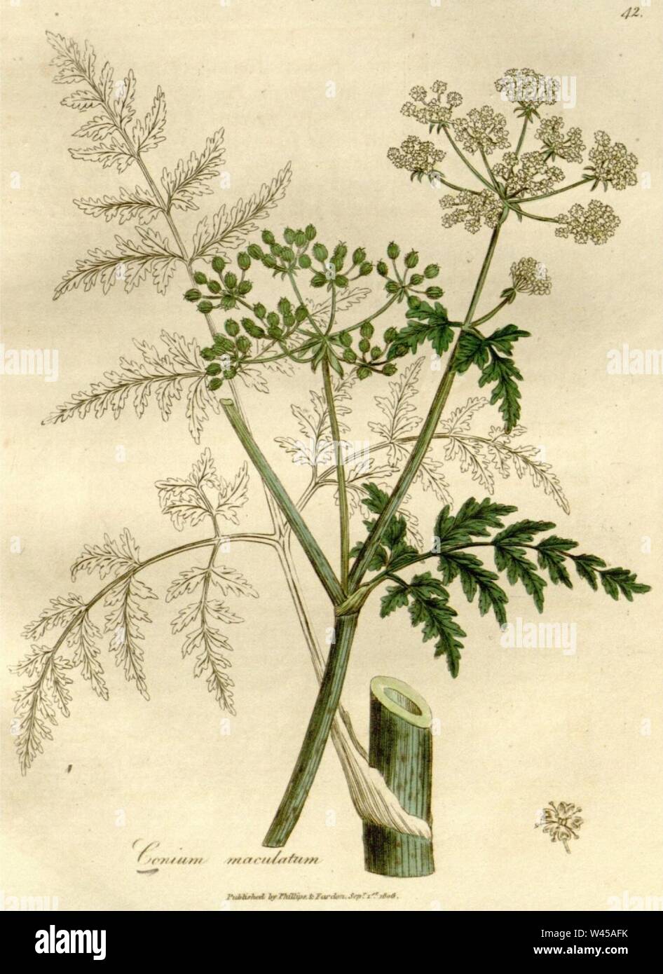 Conium maculatum illustration (17). Stock Photo