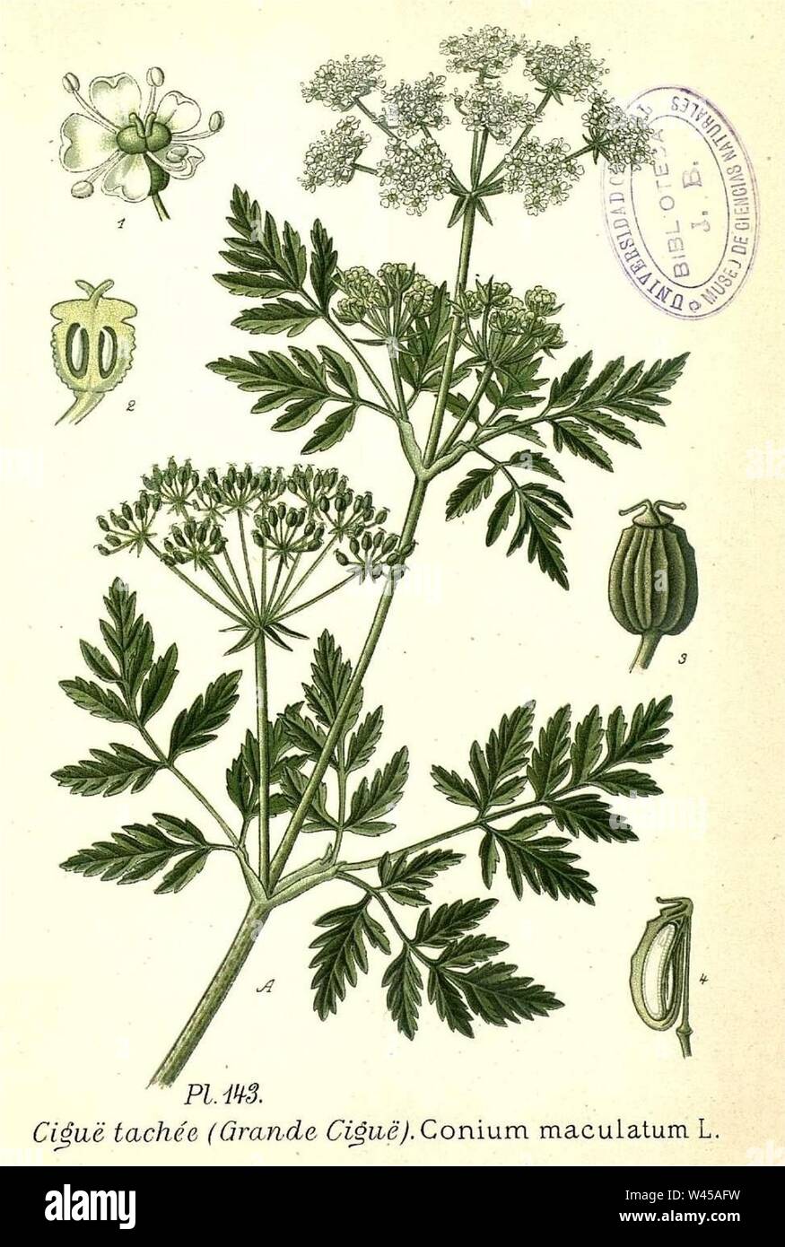 Conium maculatum illustration (05). Stock Photo