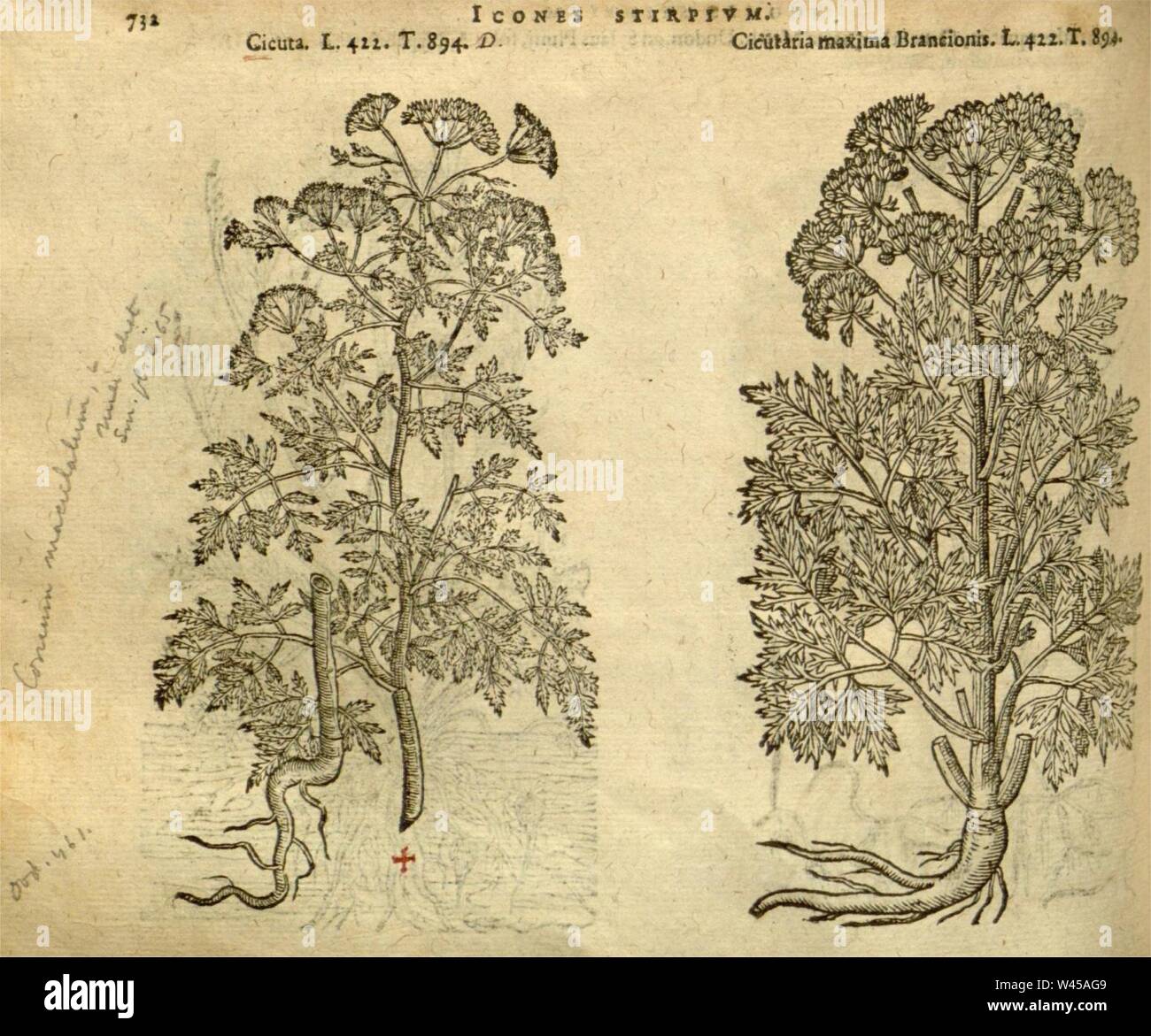 Conium maculatum illustration (28). Stock Photo