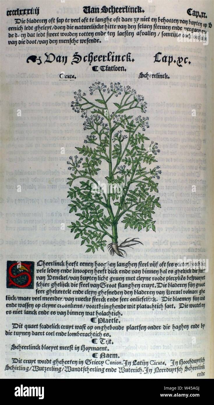 Conium maculatum illustration (08). Stock Photo