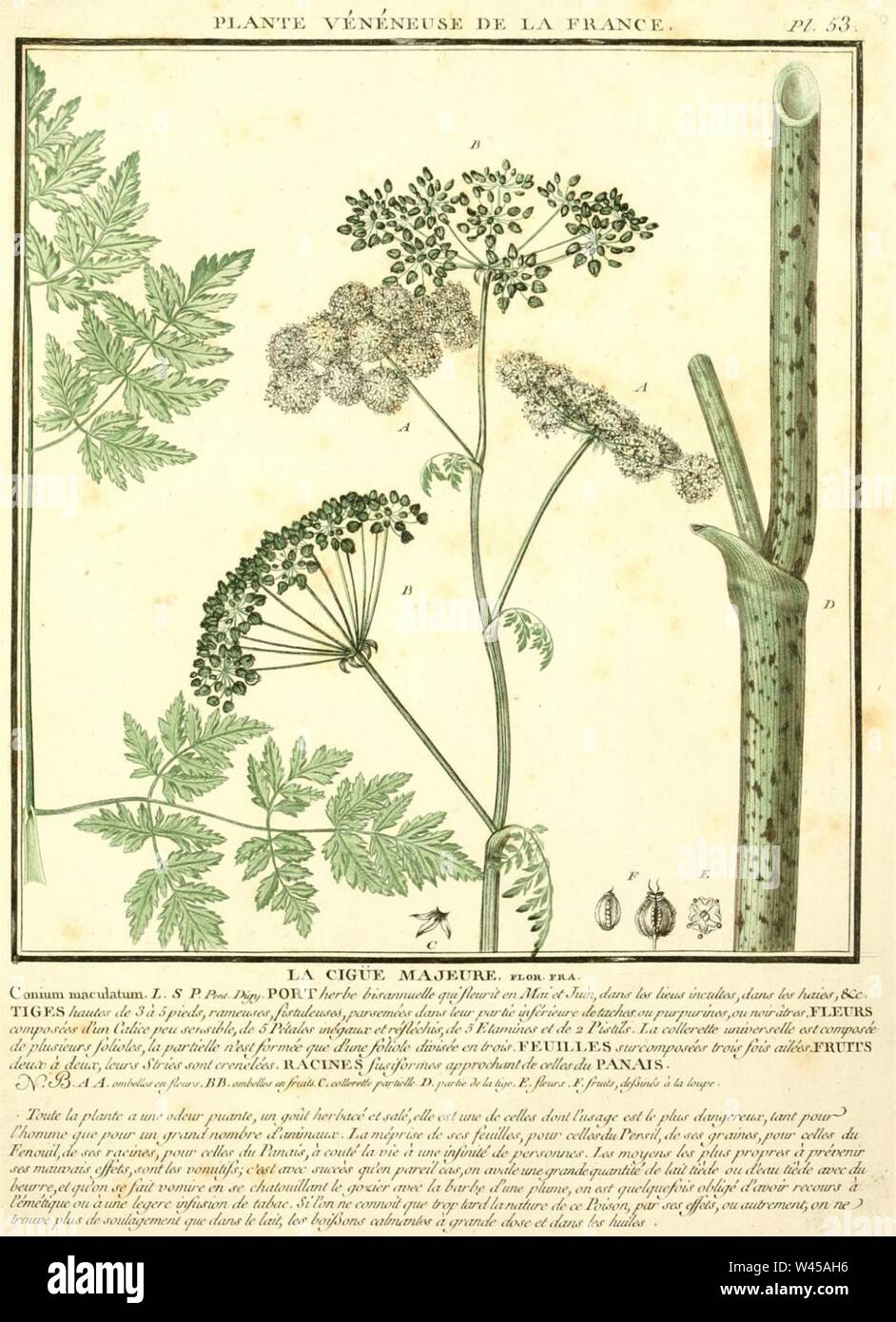 Conium maculatum illustration (25). Stock Photo