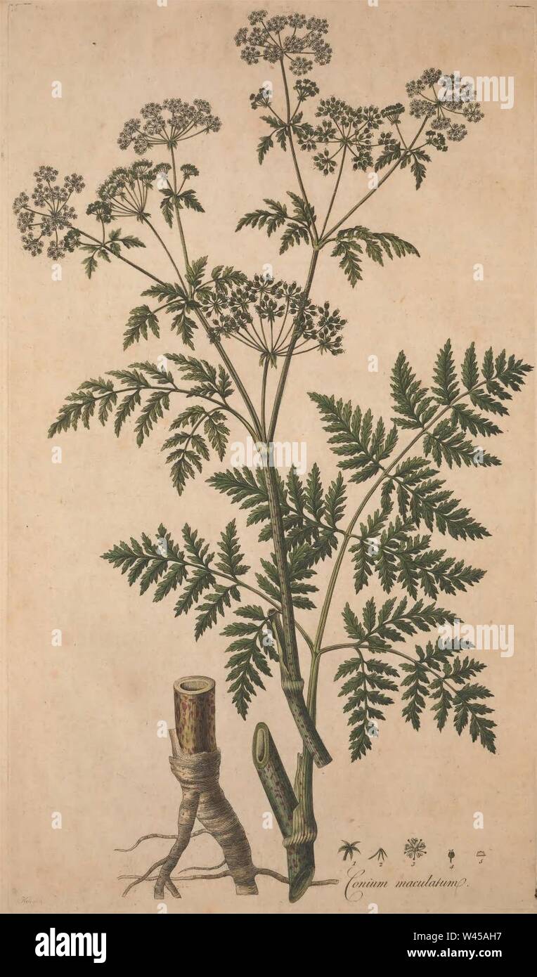 Conium maculatum illustration (19). Stock Photo