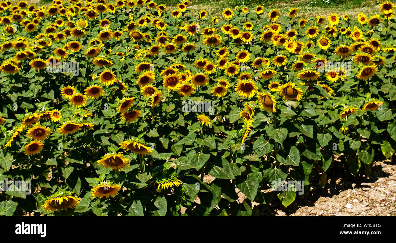 Landscape from Colli Euganei, sunflower fields, Italy Stock Photo Alamy