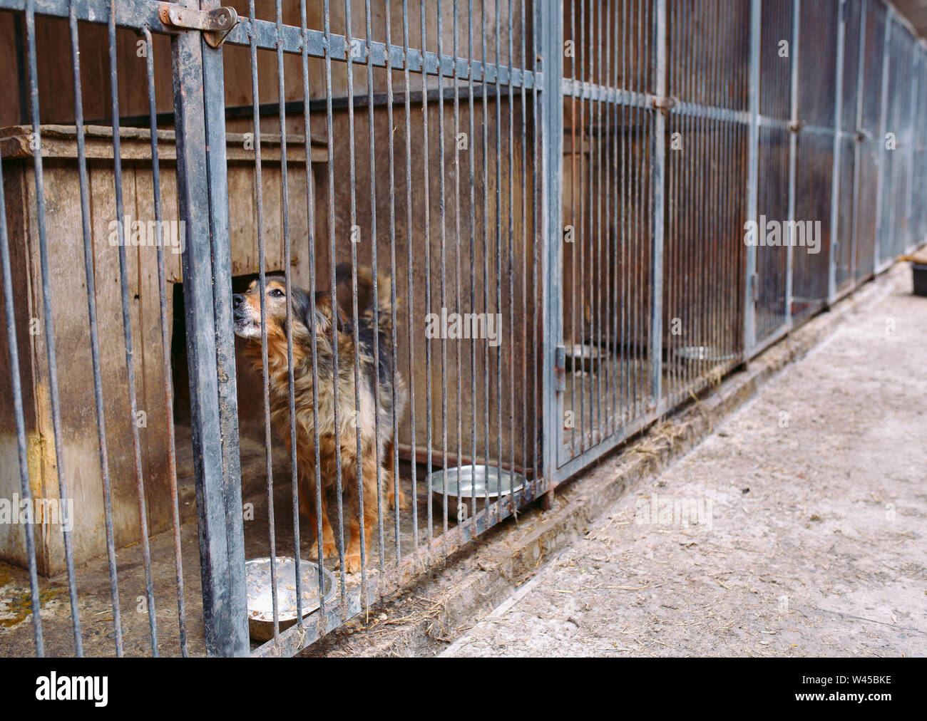 Shelter for stray dogs. Street dogs in cages Stock Photo Alamy
