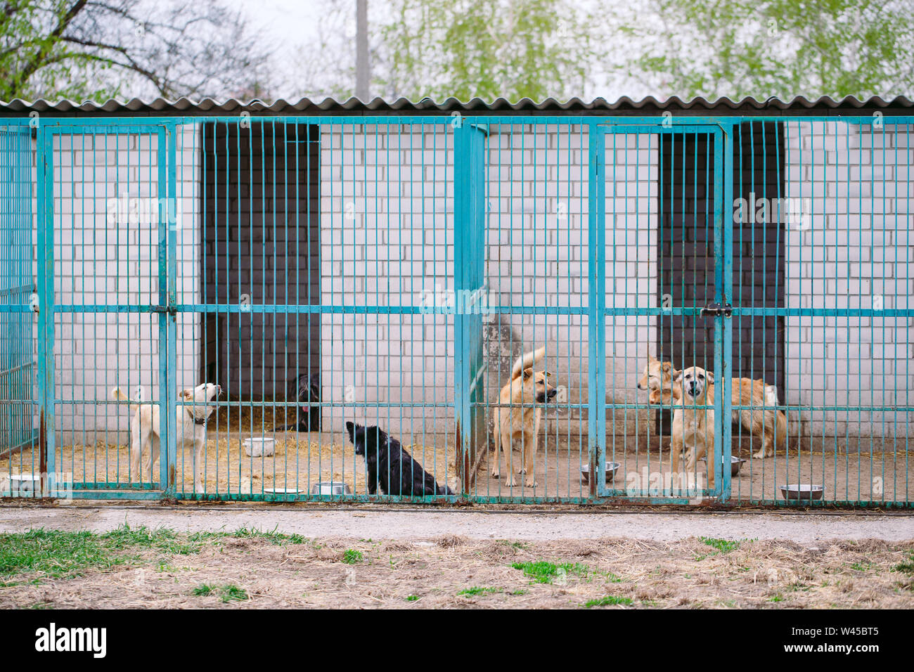 Shelter for stray dogs. Street dogs in cages Stock Photo Alamy