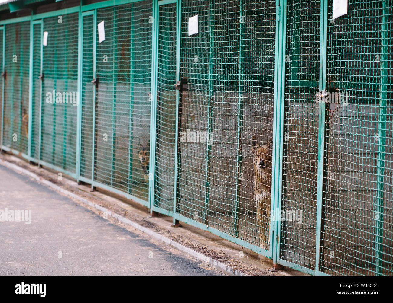 Shelter for stray dogs. Street dogs in cages Stock Photo Alamy