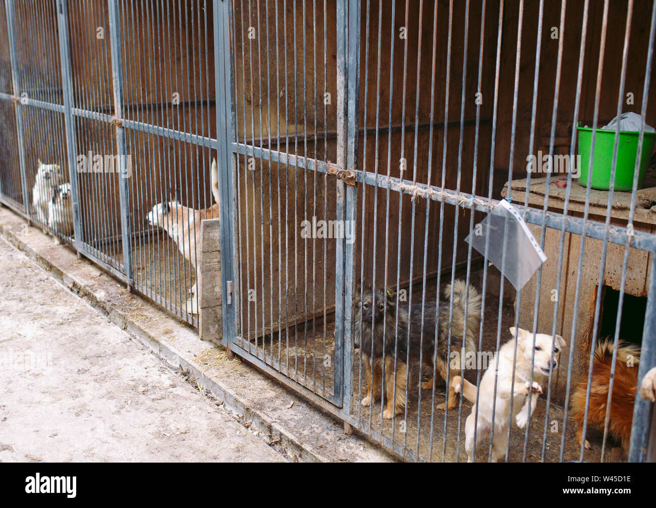 Shelter for stray dogs. Street dogs in cages Stock Photo Alamy