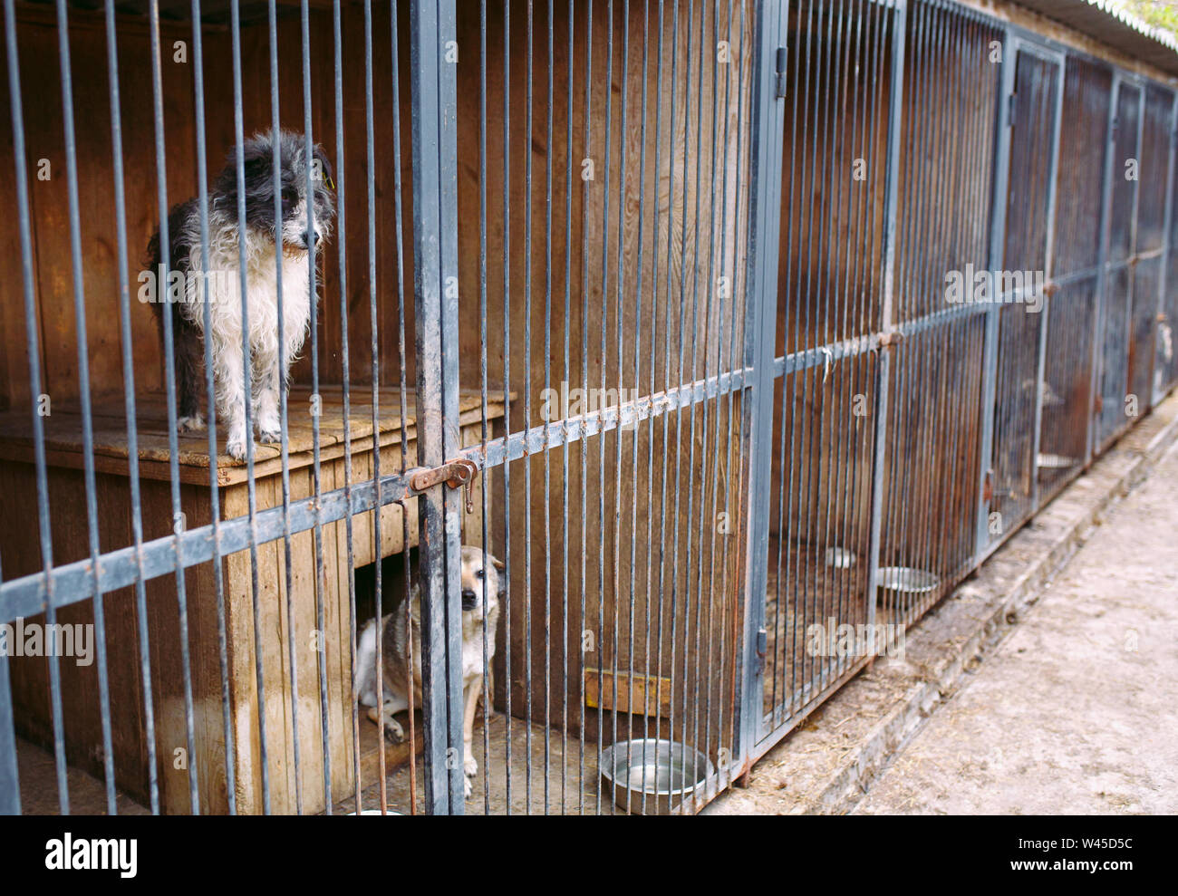Shelter for stray dogs. Street dogs in cages Stock Photo Alamy