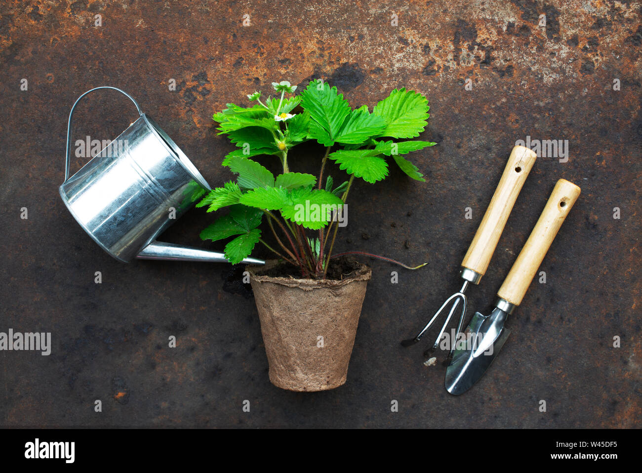 Organic farming concept, garden tools and plant on the rusty metal