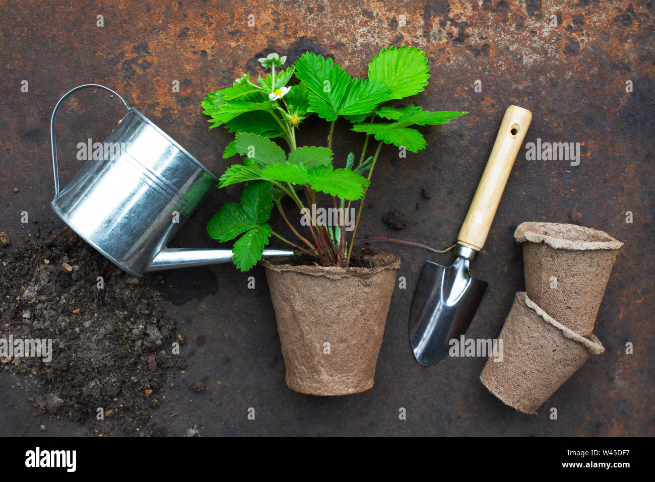 Organic farming concept, garden tools and plant on the rusty metal