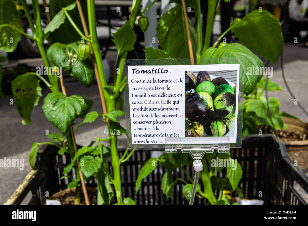 A close up view of a French sign describing tomatillo plants (Physalis philadelphica), aka Mexican husk tomato, young fruiting plants are seen in background. Stock Photo