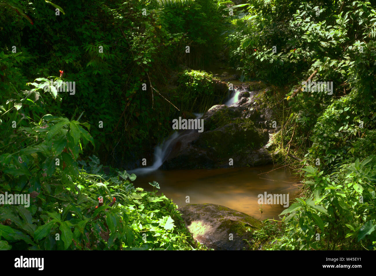 Little and  beauty Waterfall Adjuntas Stock Photo