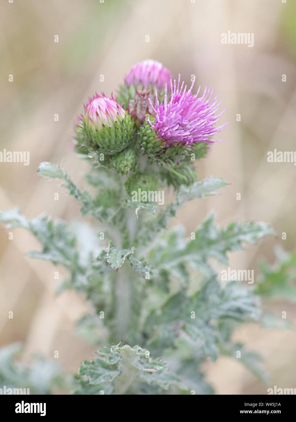 Carduus crispus, the curly plumeless thistle or welted thistle, wild plant from Finland Stock Photo