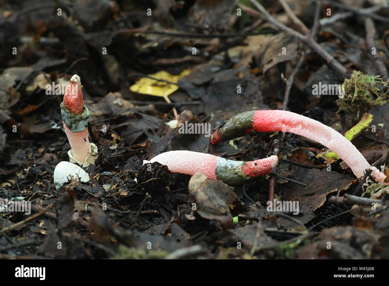 Mutinus ravenelii, known as the Red Stinkhorn, wild fungus from Finland Stock Photo