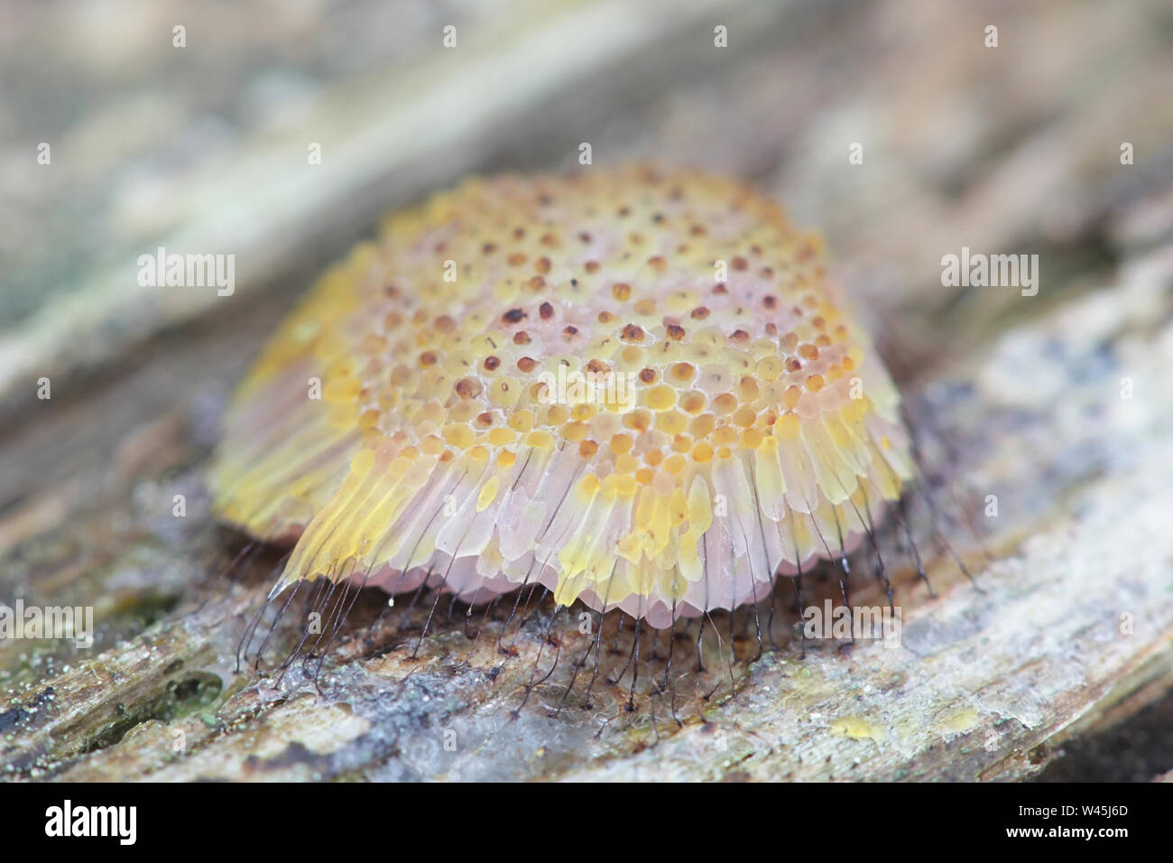 Symphytocarpus flaccidus, a tube slime mold from Finland, known also as  Comatricha flaccida Stock Photo