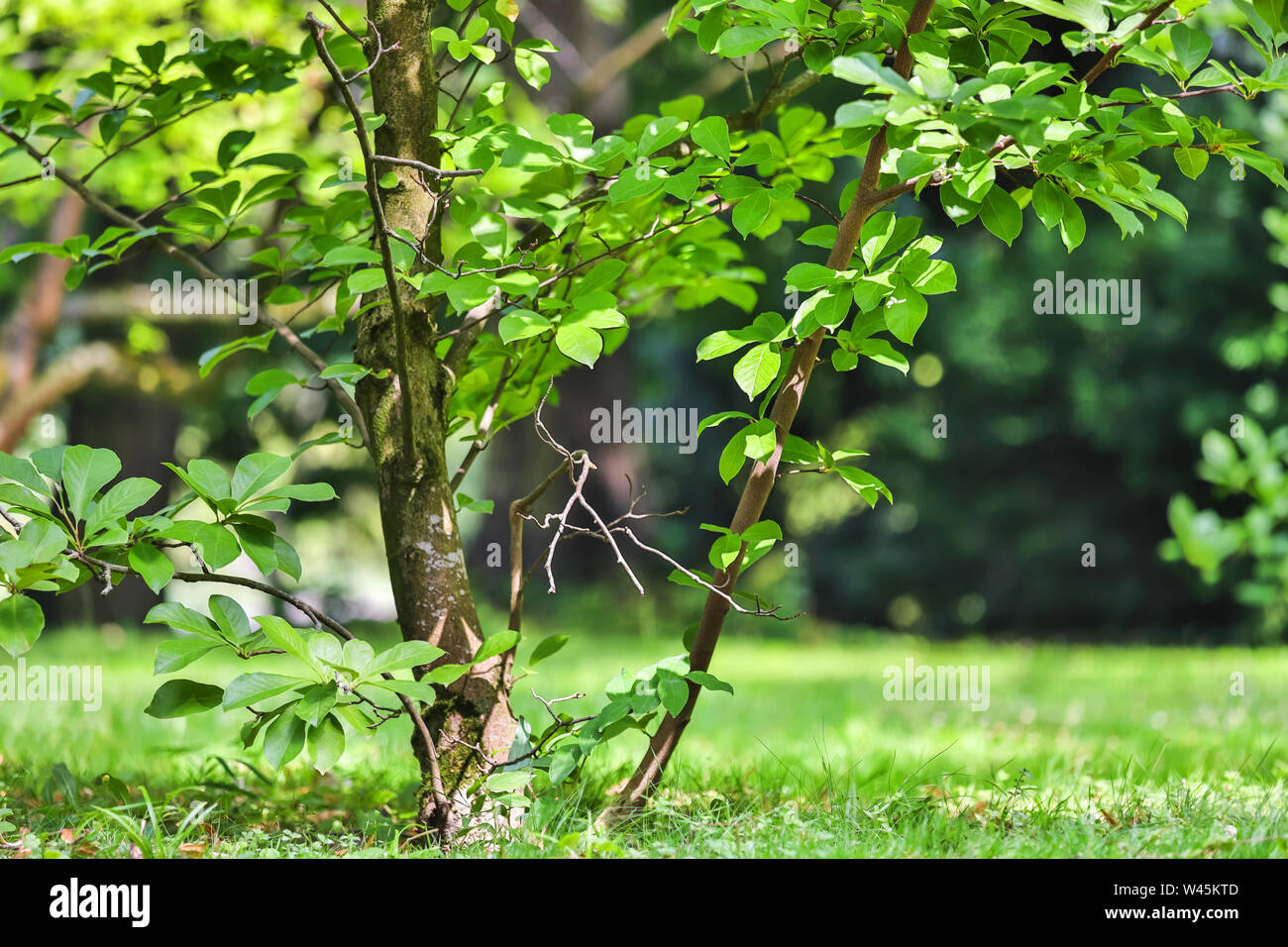 green summer garden background Stock Photo - Alamy