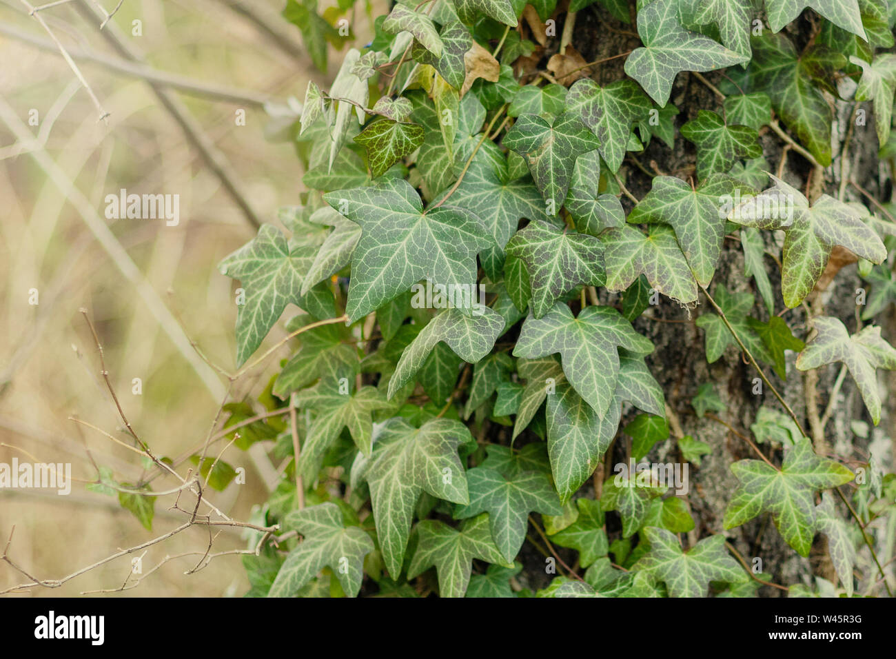 Leaves of ivy entwined on a tree.Plants always green. Spring light
